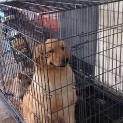 派多格宠物生活馆(红谷世贸店):南昌市红谷滩区世贸路附近