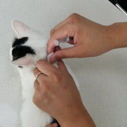 知心宠物诊所:北京城区平谷区平谷区附近