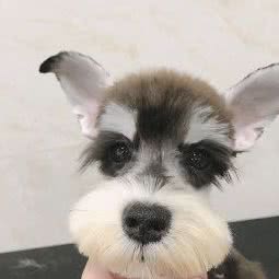 宠爱宠物生活馆(北广源街店):南昌市红谷滩区南昌西站附近