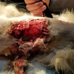 益宠堂动物医院:北京城区平谷区平谷区附近