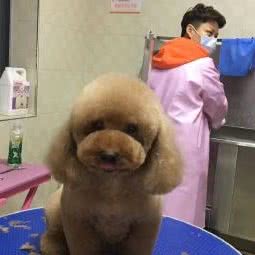 萌宠之家:南昌市南昌县南昌县附近