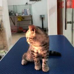 皇家宠物医院:南昌市南昌县南昌县附近