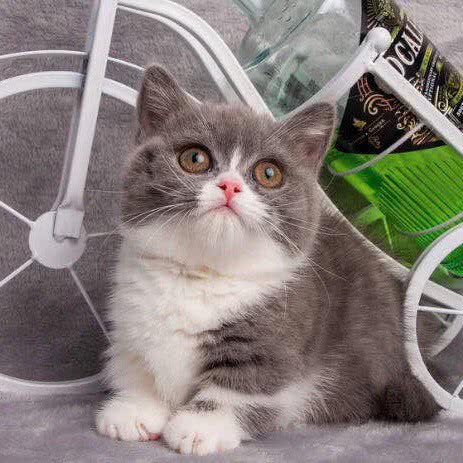 宠喵ing宠物美容服务站:景德镇市珠山区老陶院附近