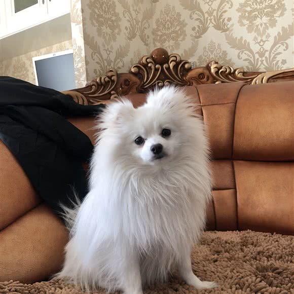 三月思宠:北京城区密云区密云镇附近