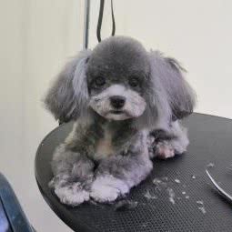 萌家宠物店(萌家购宠专卖店):景德镇市珠山区老陶院附近