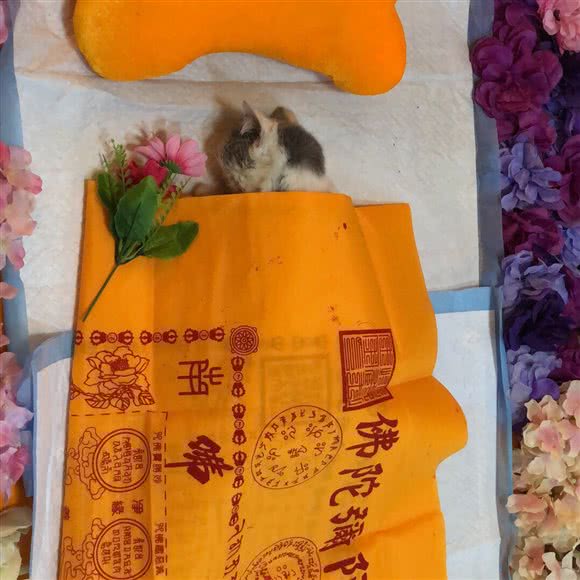 乐善宠物殡葬善后(九江店):九江市浔阳区信华城市花园附近