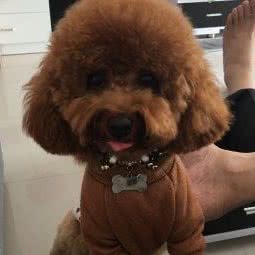 猫有时间:新余市渝水区喜盈门·范城购物中心附近