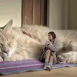 宠爱宠物(鹰潭店):鹰潭市月湖区月湖区中心/鹰潭站附近