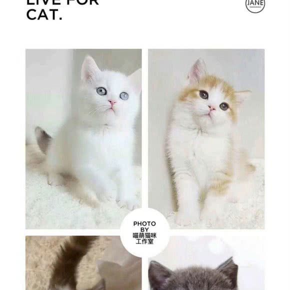 一萌宠物:鹰潭市月湖区月湖区中心/鹰潭站附近