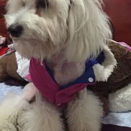 蓝十字动物医院:赣州市章贡区卫府里附近