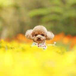 超宠爱宠物摄影-Super pet:天津城区和平区滨江道附近