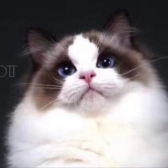 小花家宠物生活馆:天津城区和平区滨江道附近