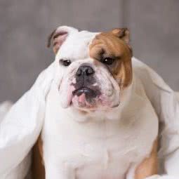 张小肉宠物摄影:天津城区和平区滨江道附近