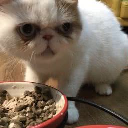 振远私宠:上饶市信州区五三大道附近