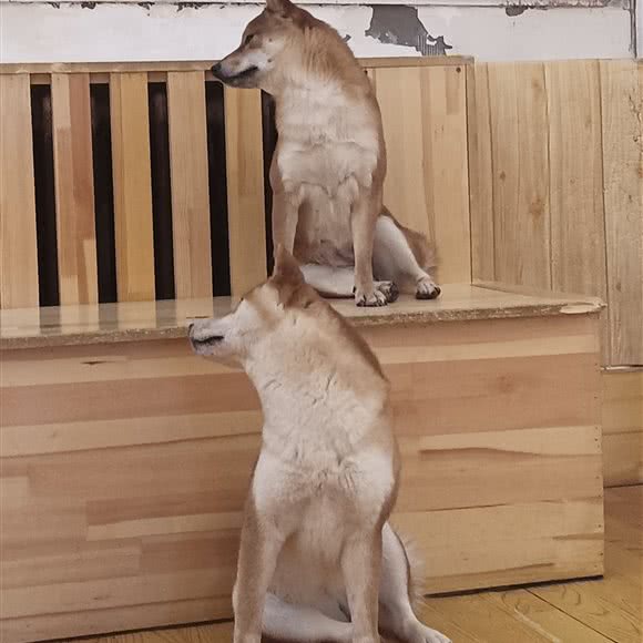 约个柴 约克夏·柴犬舍·茶杯犬·撸狗:天津城区和平区滨江道附近