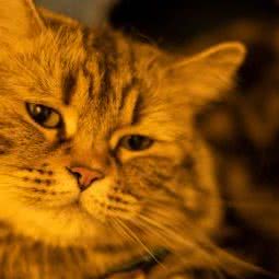 OneCat?亿知猫治愈馆(和平大悦城店):天津城区和平区滨江道附近