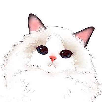 喵元素猫咖(万达店):上饶市信州区万达广场附近