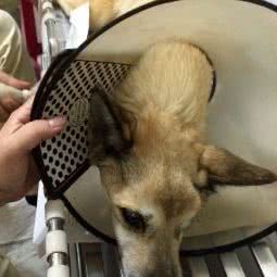 和平宠物医院:天津城区和平区滨江道附近