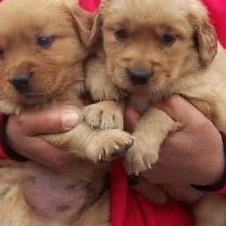 小元宠物:济南市历下区奥体中心附近