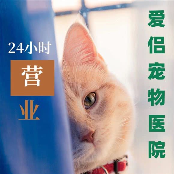 爱侣宠物医院24小时:济南市历下区高新会展中心附近