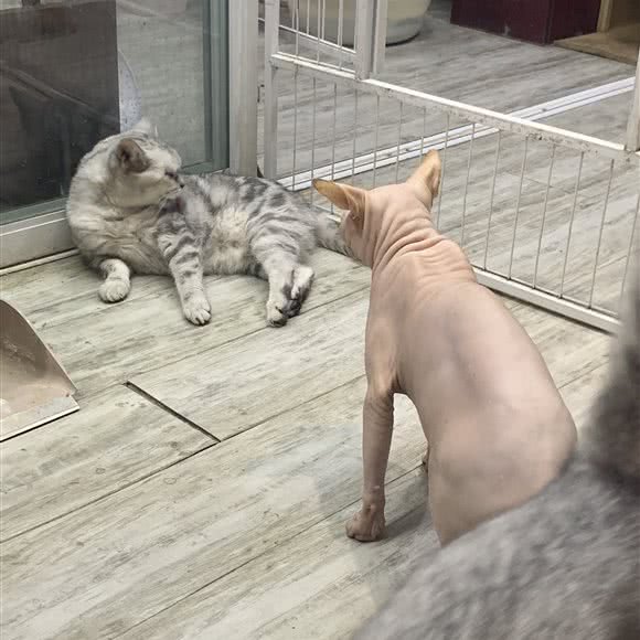 萌宠乐园:济南市历下区解放路附近