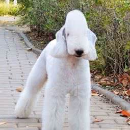 振楚宠物用品超市:济南市历下区华龙路沿线附近