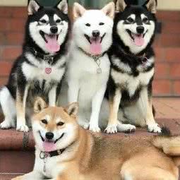 小萌呆宠铺:济南市历下区华龙路沿线附近