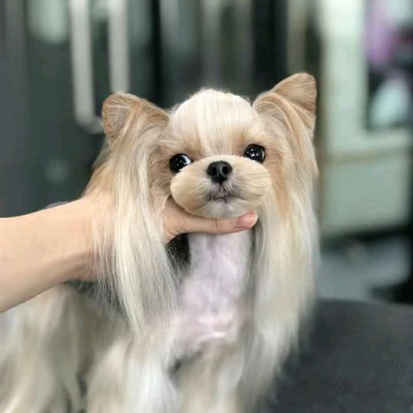 小威宠物店(南开区万德庄店):天津城区和平区海光寺/六里台附近