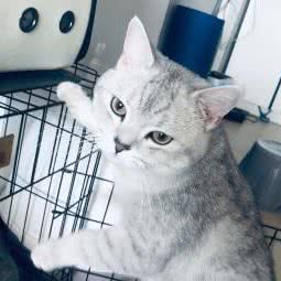 宜佳宠物医院:济南市历下区佛山街附近