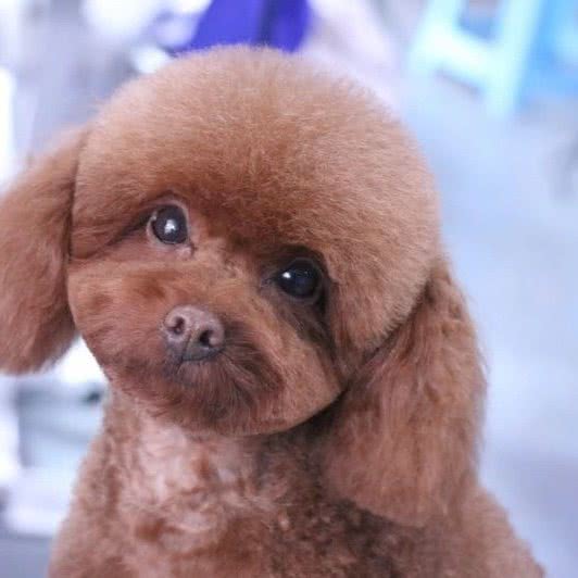 月儿萌宠:济南市历下区商贸学校附近