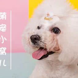 萌宠小窝(凤凰soho店):济南市历下区商贸学校附近