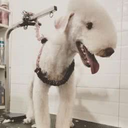 迷你萌宠:天津城区和平区西康路沿线附近