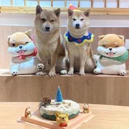 神鲜宠物蛋糕:济南市市中区万达广场附近
