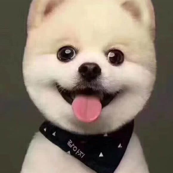 派珑宠物会所(乐活骑士店):济南市市中区万达广场附近