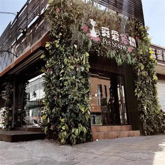 糯米喵星人生活馆·猫舍·幼猫出售旗舰店总店:济南市市中区伟东新都附近