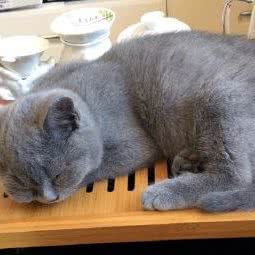 梵猫宠物店:天津城区和平区鞍山道沿线附近