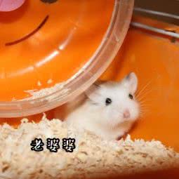 宣宣新宠:天津城区和平区鞍山道沿线附近