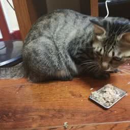 猫与狗屿宠物蛋糕·鲜食:济南市市中区中华小吃城附近