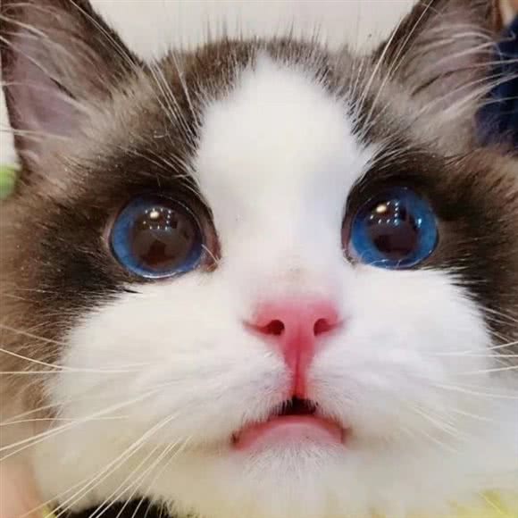 麦乐斯狗狗生活会馆:济南市市中区阳光舜城附近