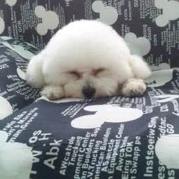 Joe宠物会所(腊山店):济南市市中区白马山/腊山立交桥附近