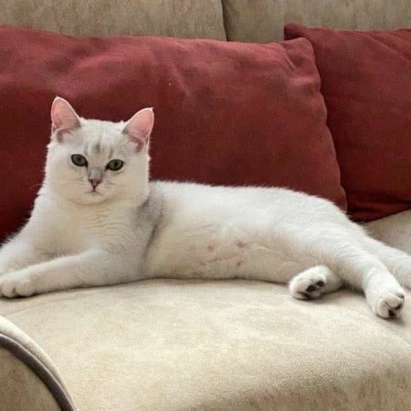 桔子宠物之家(白马新苑店):济南市市中区白马山/腊山立交桥附近