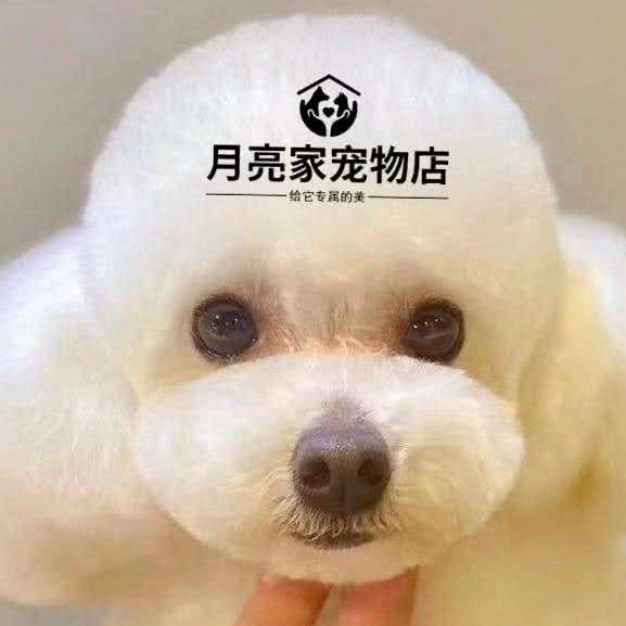 月亮家宠物店:济南市槐荫区西市场附近