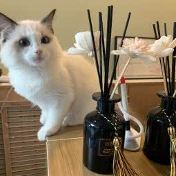 九月的宠物店:济南市槐荫区阳光100附近