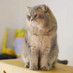 艾特萌宠生活馆:济南市槐荫区阳光100附近