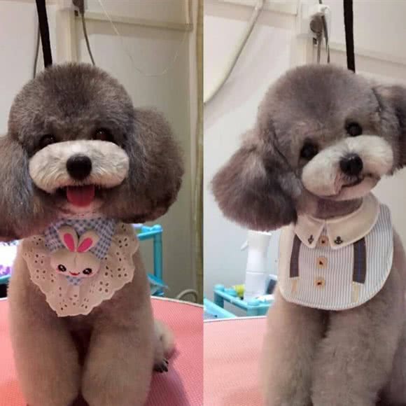 萌贝贝 萌宠之家:天津城区和平区南市附近