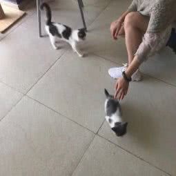 小宠当家:天津城区和平区南市附近