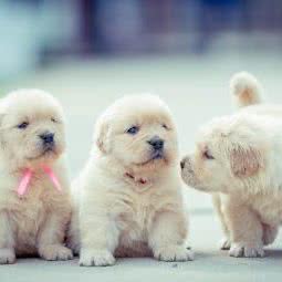 卡秋莎金毛犬舍:济南市槐荫区美里湖附近