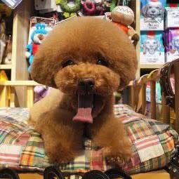 IT美宠制造:天津城区和平区南市附近