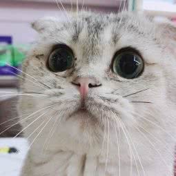 津门萌宠猫舍:天津城区和平区南市附近