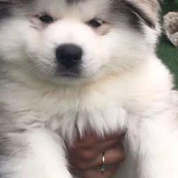 宠宠熊:济南市天桥区北园大街附近